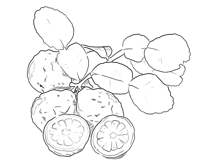 Combava Kaffir Lime Asian Citrus