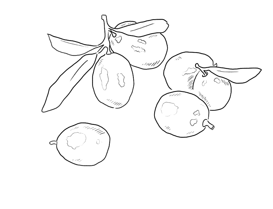 Kumquat Citrus Fruit