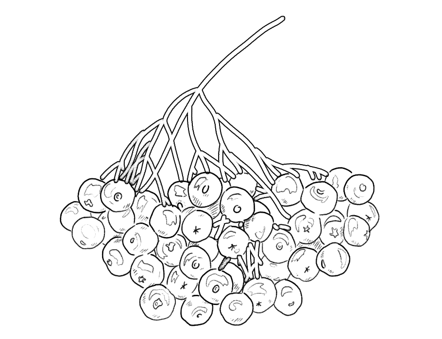 Juniper berry Baie de genévrier